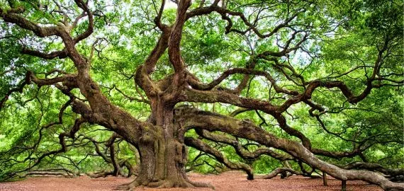 IREN LOVASZ, FOLK SINGER: TO EMBRACE A TREE